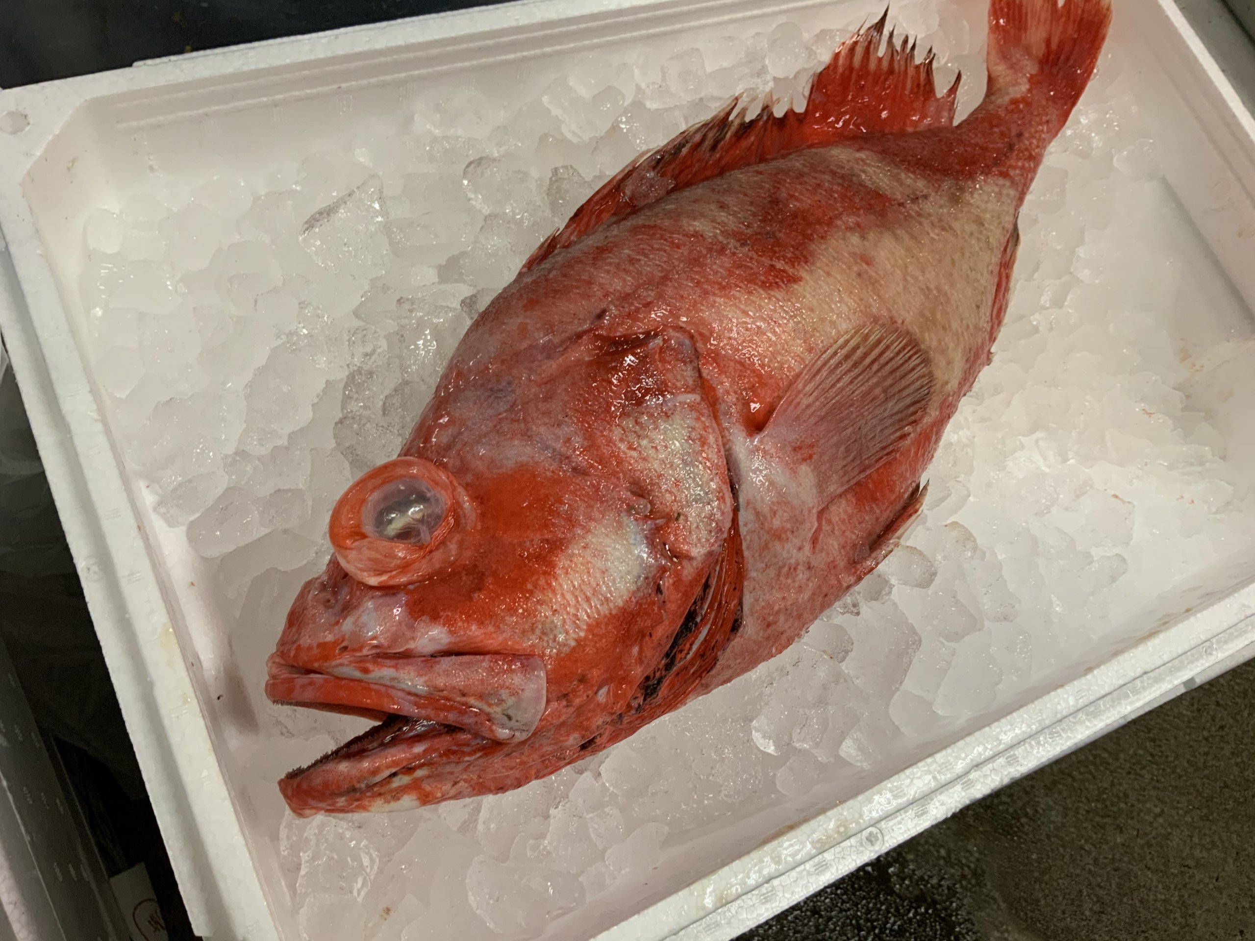 高級魚入りました Hakodate Factory